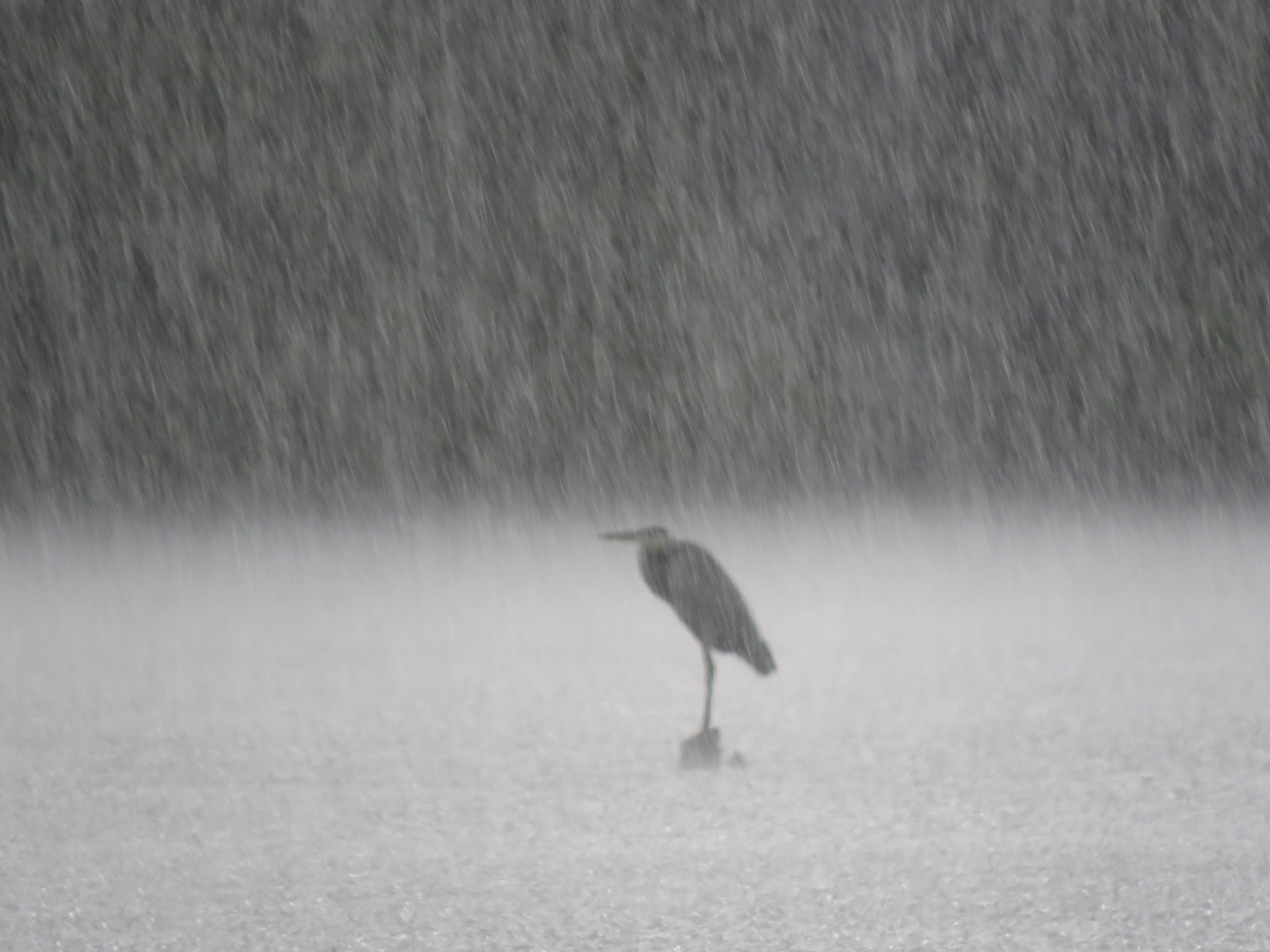 3rd Place Great Blue Heron in downpour in South Carolina by BGPhotography @BGPhotography8