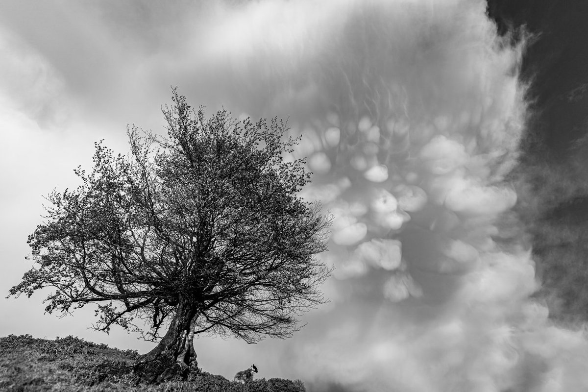2nd Place Mammatus and the Beech in Oxfordshire by Paul Willson @pauljwillson