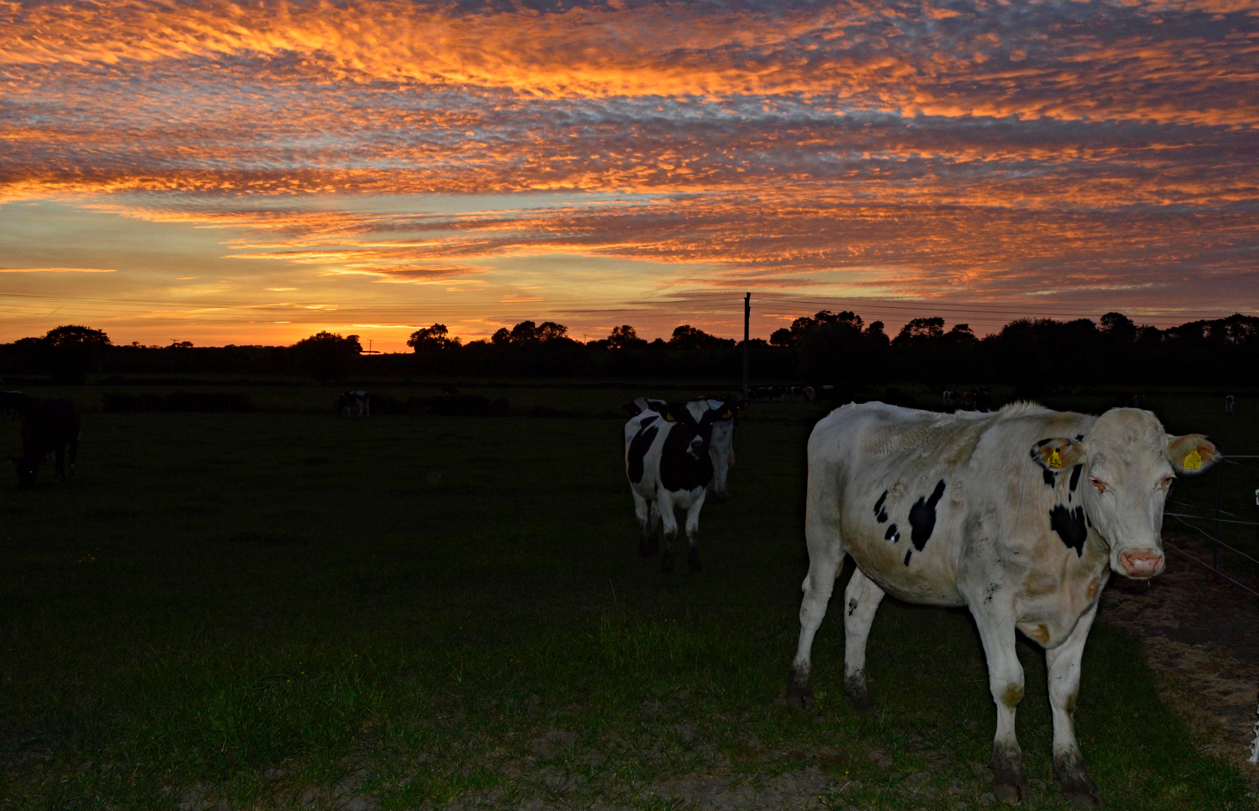 2nd Place Cows at sunset in a field at Warwickshire