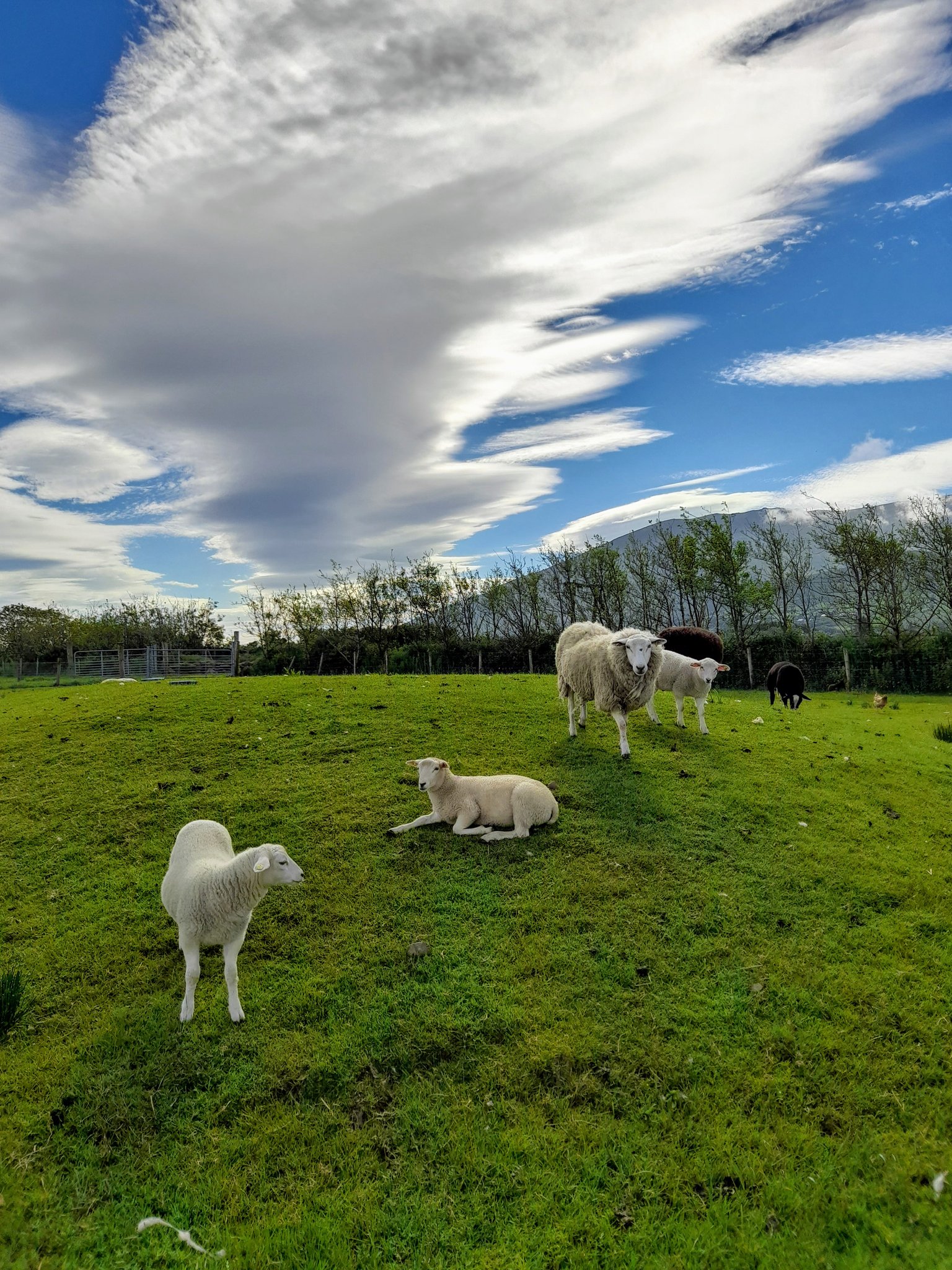 3rd Place Fluffy Clouds and Fluffy Sheep by Gill @GillianLouiseD