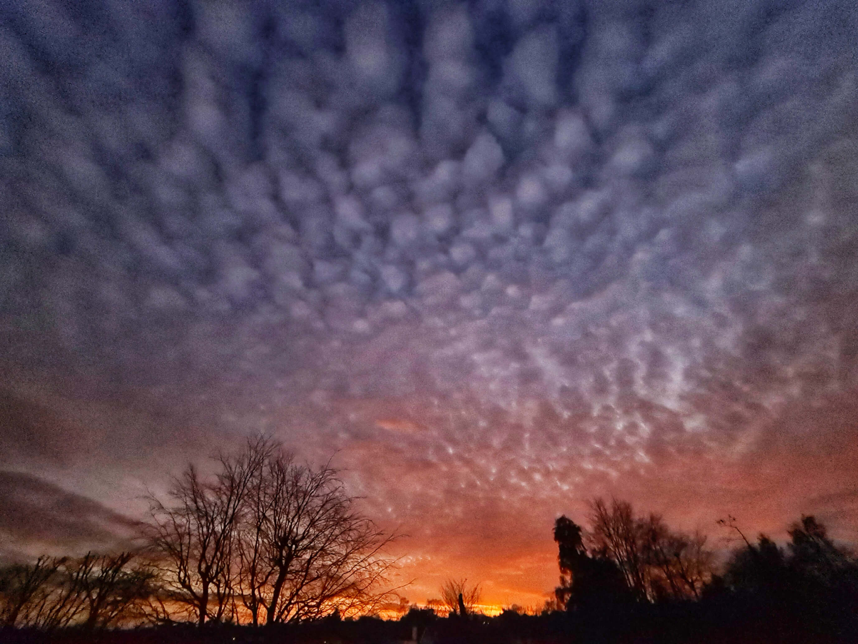 As the sun set, it lit up the Altocumulus clouds for a glorious trifle of colours by Peter Lewis @peterlewis55 